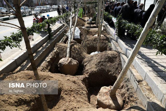 کاشت درخت در 1250 هکتار کمربند سبز تهران در نیمه دوم اسفند