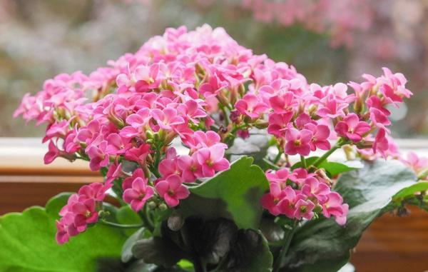 15 گیاه آپارتمانی گل دار زیبا که بهار را به خانه می آورند